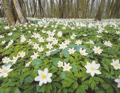 anémone des bois